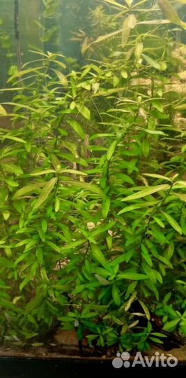 Гигрофила - аквариумное растение