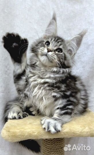 Мейн-кун полидакт