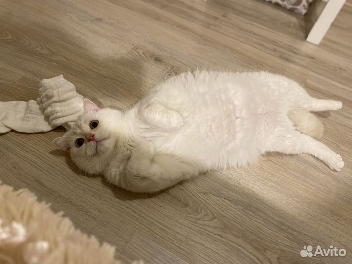 Британец в добрые руки