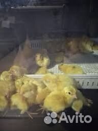 Перепела суточные техас