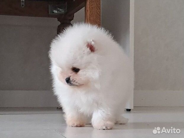 Мини девочка померанского шпица