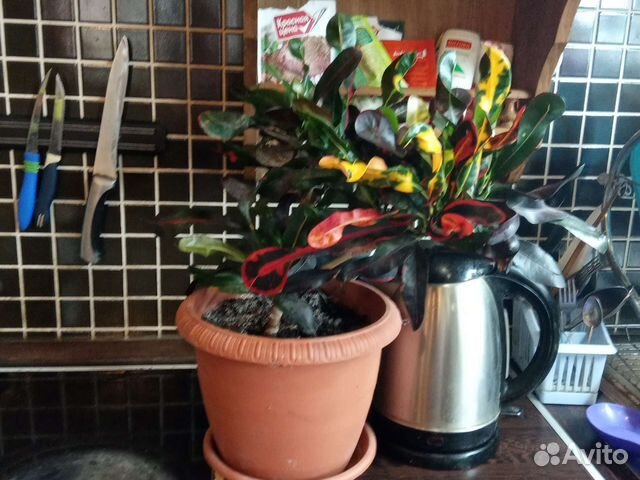 Кротон мамми