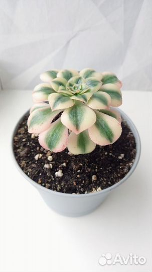 Эониумы древовидные коллекция набором