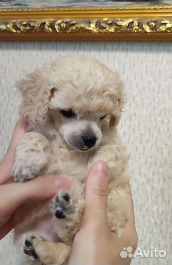 Девочка той-пудель