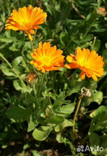 Семена цветов, укропа