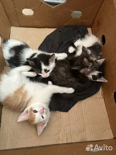 Котята в добрые руки