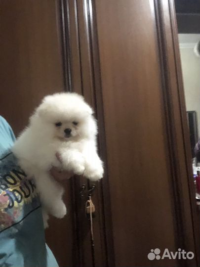 Мальчик шпиц миниатюрный