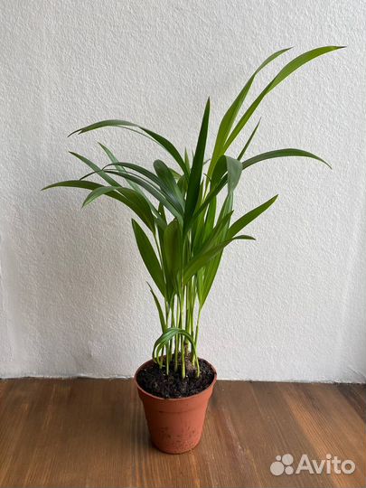 Пальма арека (дипсис)