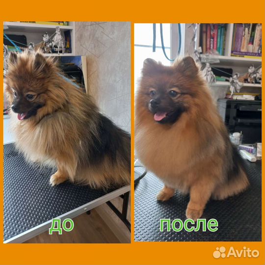 Стрижка собак и кошек/экспресс -линька