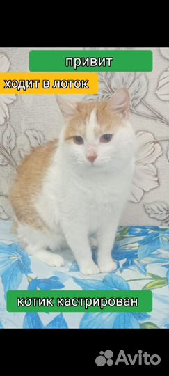 Котик кастрирован