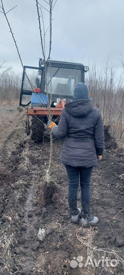 2- 3 летние плодоносящие саженцы яблони