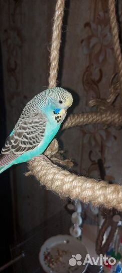 Птенец ввп чех