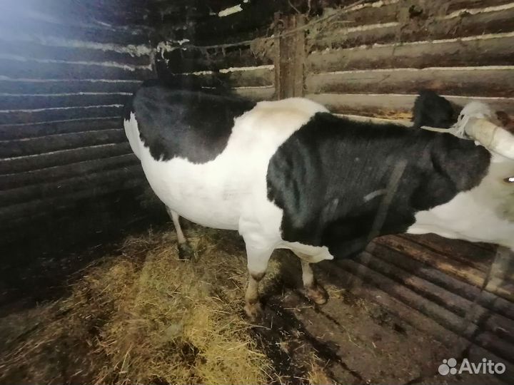 Продам корову на племя молочная