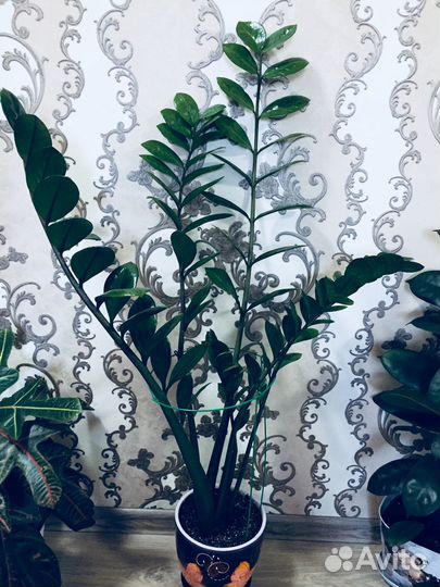 Замиокулькас