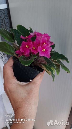 Замиакулькас фиалки вьюн крокус кактусы сукуленты