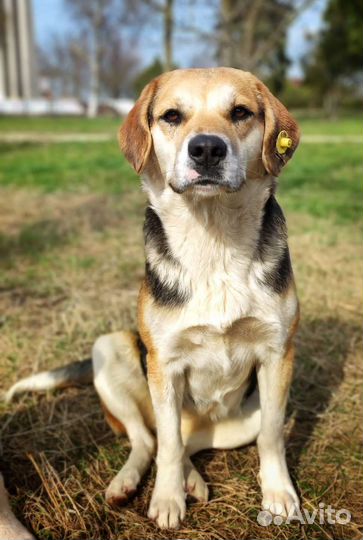 Малышка Чара бесплатно в добрые руки