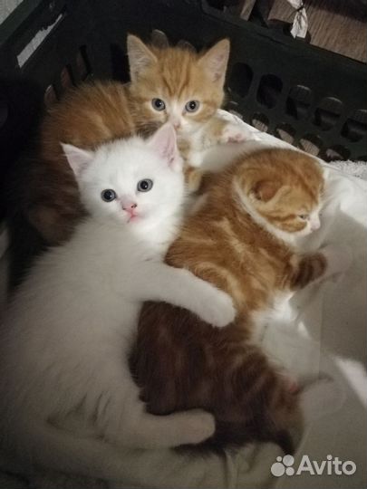 Шотландские котята