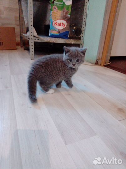 Котята бесплатно