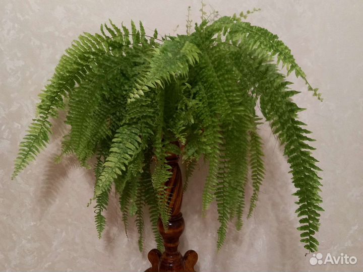 Папоротник нефролепис вариегатный Tiger