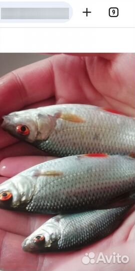 Живец для рыбалки