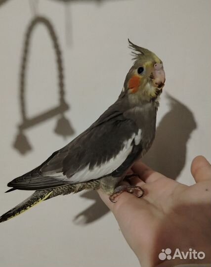 Попугай корелла птенец