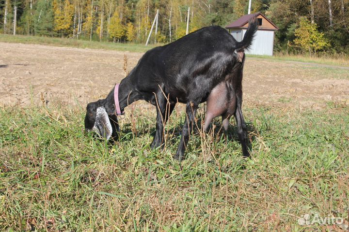 Коза камори дойная
