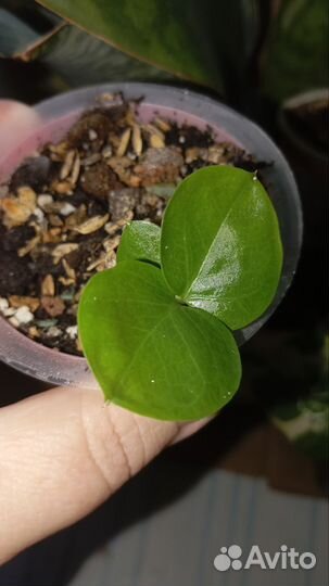 Продам набор замиокулькасов