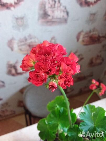 Герань комнатная розебудная. Red Rambler