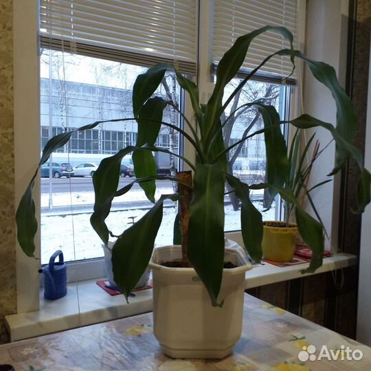 Пальма юкка