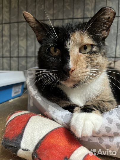 Кошка в добрые руки бесплатно