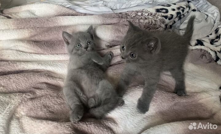 Британский котёнок мальчик голубого окраса