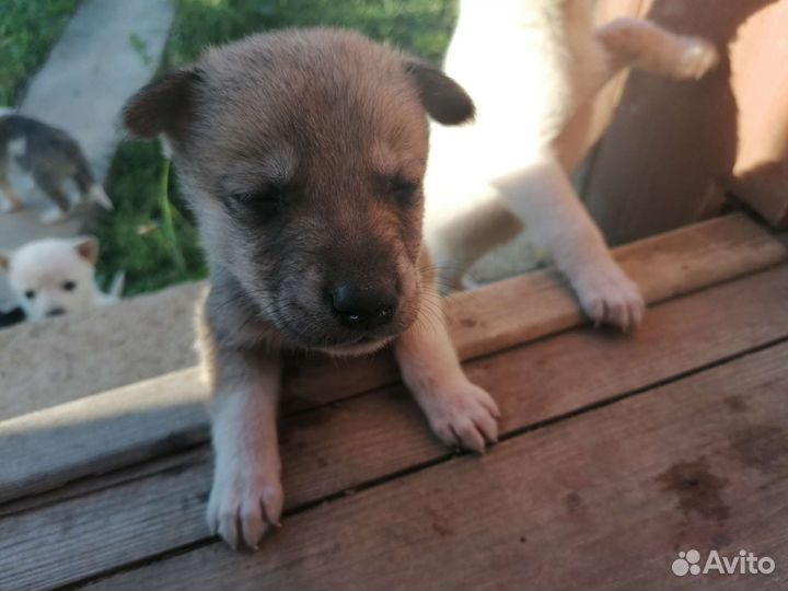 Отдам в добрые руки