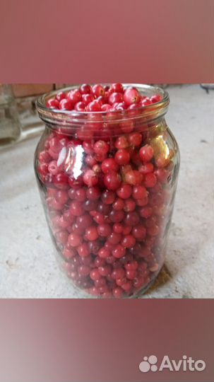 Клюква свежая