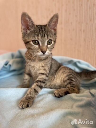 Котёнок полосатик в добрые руки