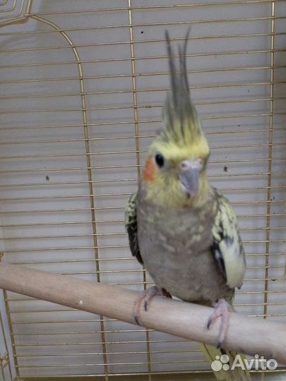 Кореллы, Неразлучники, Волнистые попугайчики