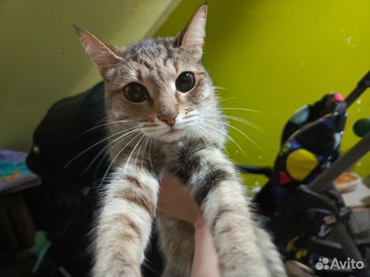Кошка Ласка Спасите