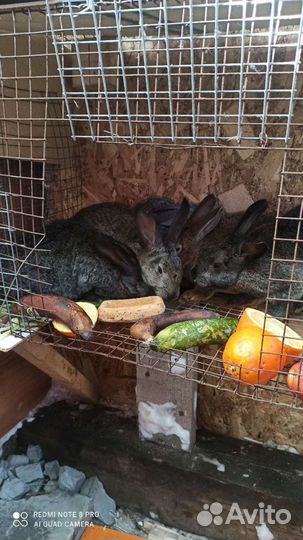 Продам кролика