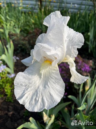Ирисы сортовые высокорослые (белый)