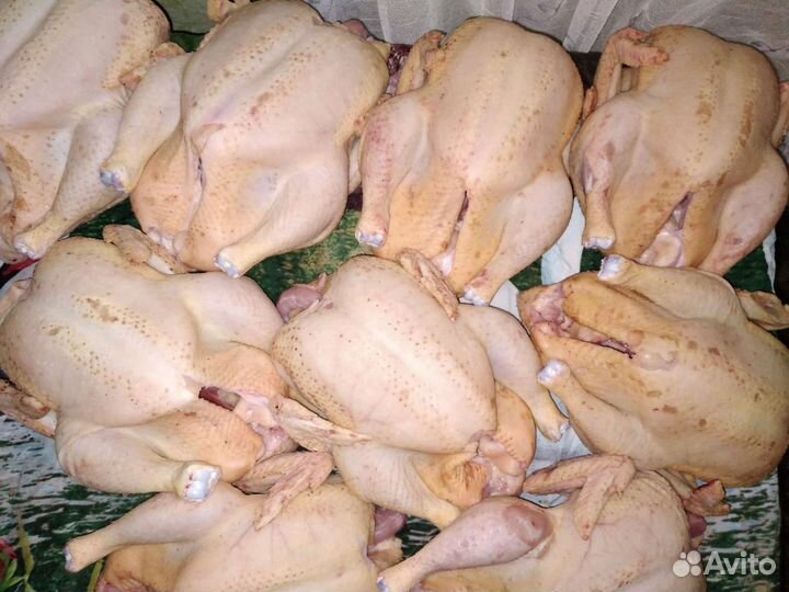 Мясо домашнего бройлера