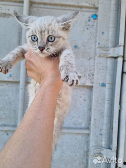 Кошка с котенком