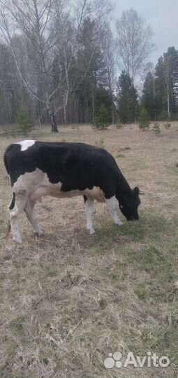 Продам тёлку