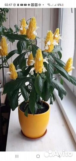 Пахистахис, Молочай Тирукалли