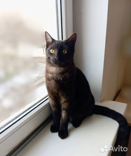 Молодой котик