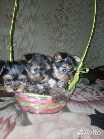 Йоркширский терьер