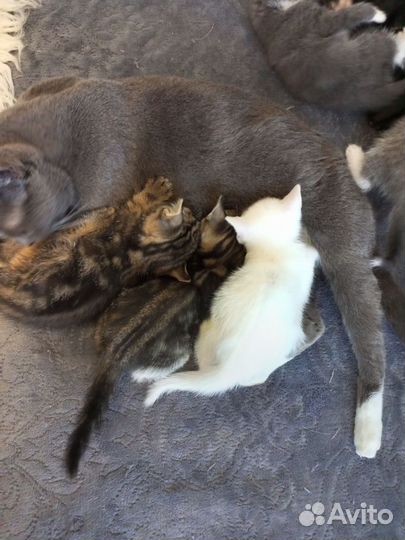 Британские котята