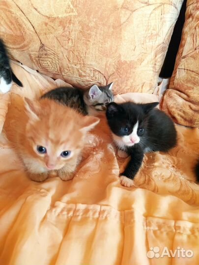 Котята в дар