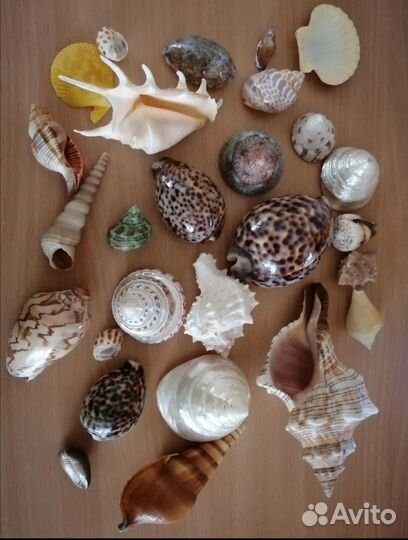 Морские ракушки