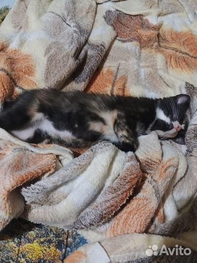 Котята в добрые руки бесплатно