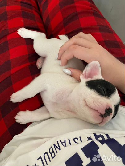 Французский бульдог щенки