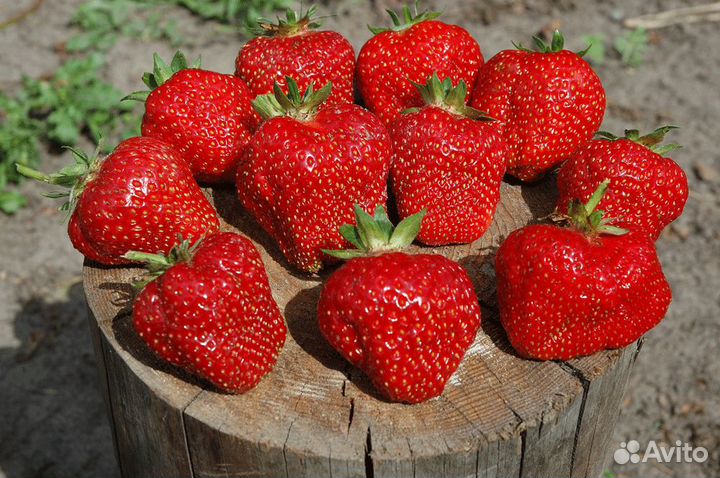 Саженцы от питомника растений в Иркутске